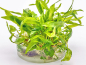 Preview: Breitblättriger Wasserkelch - Cryptocoryne wendtii 'Broad Leaf' in vitro